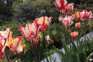 The rites of springs